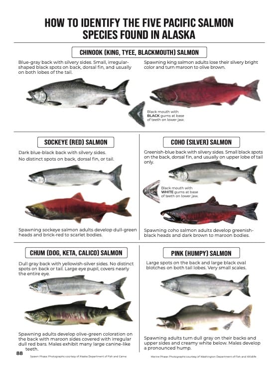 2025sc_sfregs_salmon_id.jpg