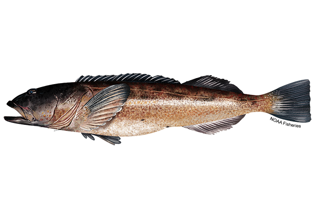 640x427-Lingcod-NOAAFisheries.png